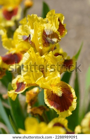 Standard Dwarf Bearded Iris Ultimate flowers - Latin name - Iris Ultimate