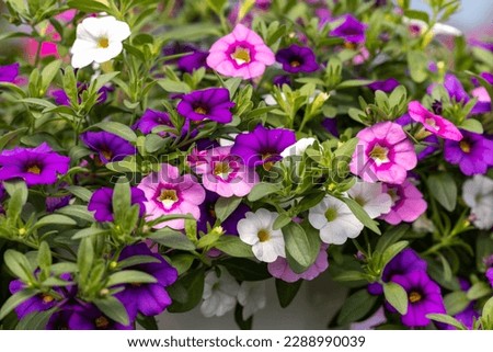 Colorful Calibrachoa or bell flower in flowerpot. Seasonal flowers Royalty-Free Stock Photo #2288990039