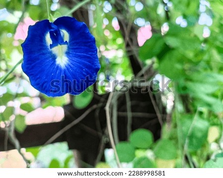 a picture of a beautiful and exotic blue butterfly pea flower 