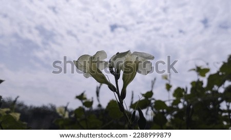 Beautiful Wild White Flowers on a low-light sky background