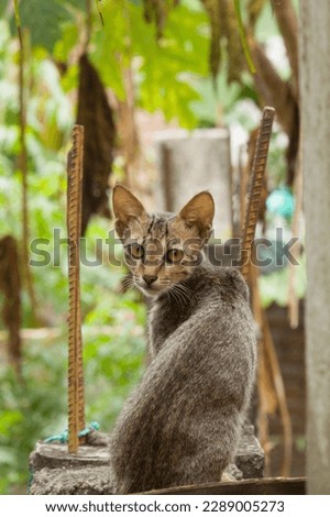 Indian cat wildlife photography pic