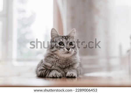 cute cartoon gray cat lies in the apartment