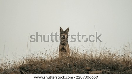 The Indian wolf (Canis lupus pallipes)