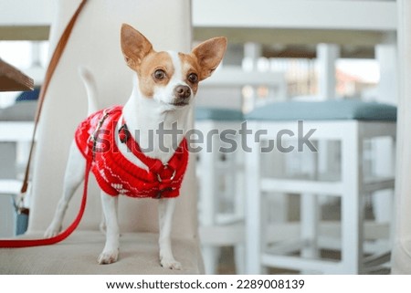 adult white Chihuahua with red clothes photo.