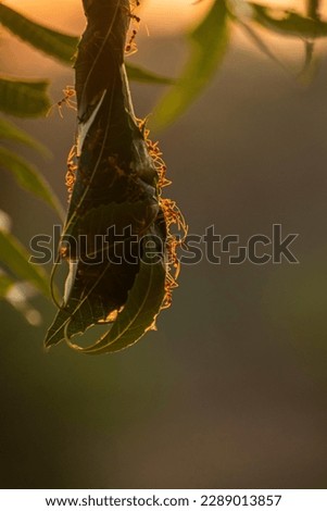 Fire Ant
Oecophylla smaragdina (common names include Asian weaver ant, weaver ant, green ant, semut rangrang, semut kerangga, and orange gaster)