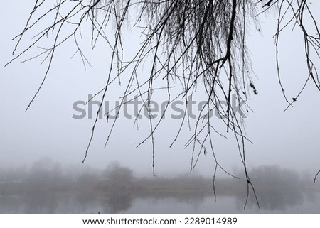 Gloomy branches in a foggy forest