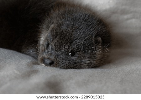 Eurasian Otter (Lutra lutra) 10 week old orphaned cub resting.