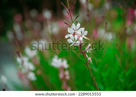 White sprig of gaura (Lindheimer's beeblossom) blossoms at a stalk in natural green background in garden. Selected focus, side view.