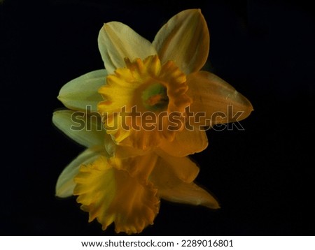         beautiful daffodil flower on black background                       