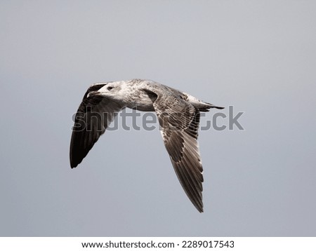 Beautiful seagull in flight seeing details, feather, beak an eye Royalty-Free Stock Photo #2289017543