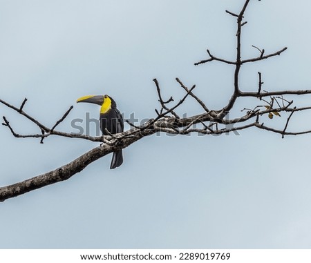 A view of a Toucan above the Tortuguero River in Costa Rica during the dry season