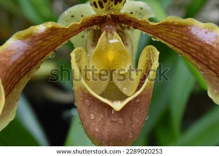 Venus slipper 'Paphiopedilum Leeanum' flower closeup 