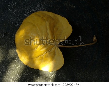 Yellow leaves as background. Leaves that are shaped like flower petals laid on cement floor. Beautiful plum aralia leaves. Dry leaves as background. Top view.