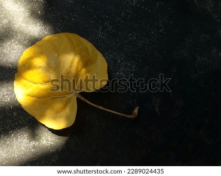 Yellow leaves as background. Leaves that are shaped like flower petals laid on cement floor. Beautiful plum aralia leaves. Dry leaves as background. Top view.