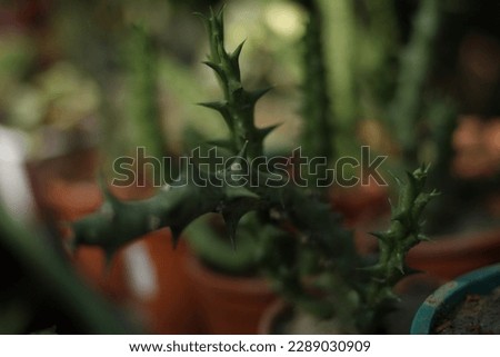 Cactus Family plant in the garden