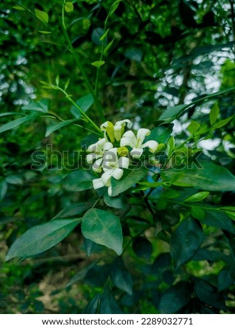 Beautiful white flowers. Natural background with white flower. High quality picture with Selective focus and blur background.