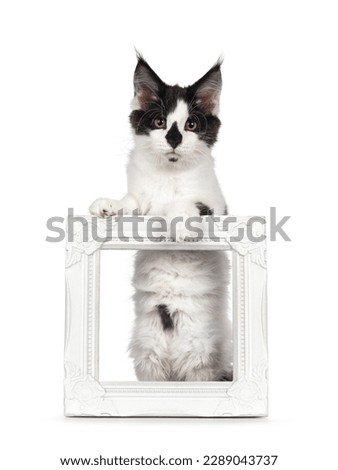 Cute black and white Maine Coon cat kitten, standing behind an holding up empty picture frame. Looking towards camera with cute koala nose. Isolated on a white background.