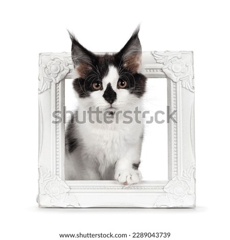 Cute black and white Maine Coon cat kitten, standing in empty picture frame. Looking towards camera with cute koala nose. Isolated on a white background.