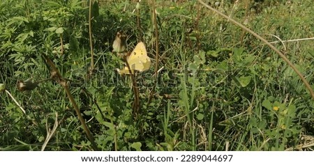 Butterfly sitting on plants branch 