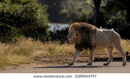 Mature black mane lion in the wild