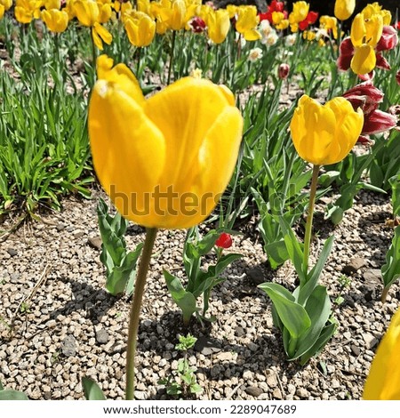 It's a pretty tulip picture