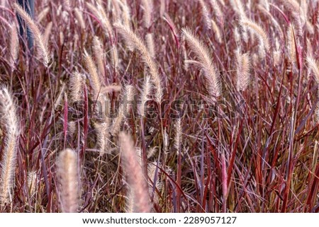 Red Texas grass or weeping grass (Pennisetum setaceum rubrum). Ornamental plant used in landscaping and gardens, it is a grass with dense foliage and inflorescences.