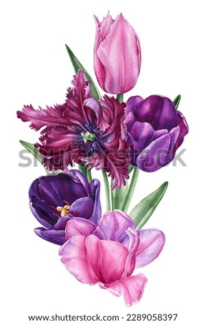 Watercolor tulips. Colored garden flowers on isolated white background, beautiful watercolor illustration