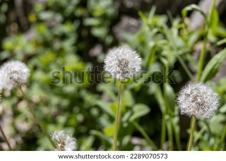 Dandelion Puff on a Sunny Day