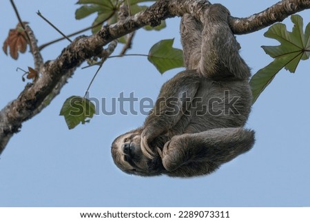 Smiling Three-Toed Sloth Hanging out in a tree in Costa Rica