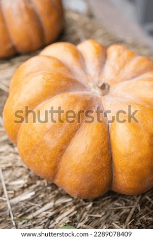 Vertical large orange gourd against a background of hay, mocap, copy space. Concept: seasonality, autumn, vegetables, harvest, place for design, decor for the holiday, Halloween pumpkin