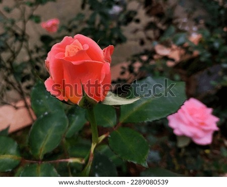 Beautiful Pink Rose and Red Rosebud in the garden. 