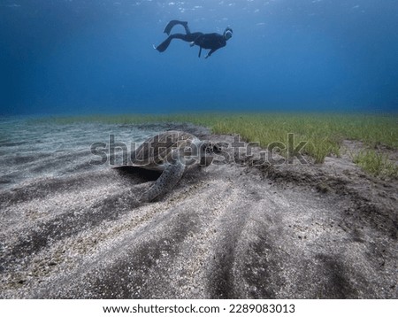 A green turtle on the white sandy bottom while a free diver swims in the background.
