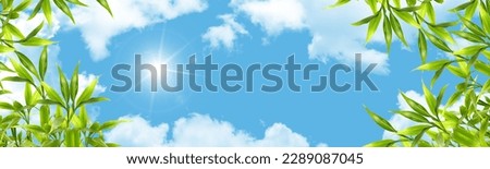 Sunny blue sky background image, clouds, sunlight and green leaves. Bottom up view of panoramic sky view. 