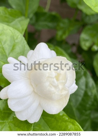Beautiful white jasmin in the garden