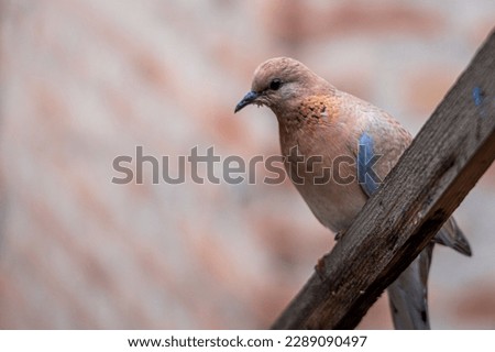 The European turtle dove (Streptopelia turtur) is a member of the bird family Columbidae, the doves and pigeons