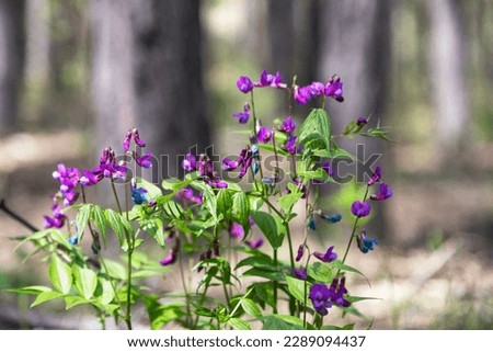 Blooming in the forest spring vetchling on a sunny day Royalty-Free Stock Photo #2289094437