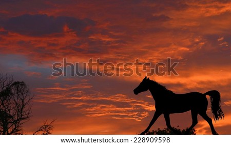  A beautiful sunrise with dramatic red sky background and a black horse silhouette