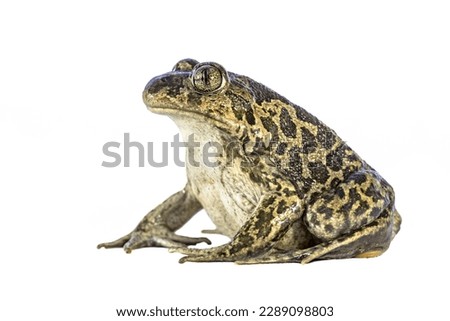 Eastern spadefoot or Syrian spadefoot (Pelobates syriacus), toad posing on white background. This amphibian occurs on the island of Lesbos, Greece. Wildlife scene of nature in Europe.