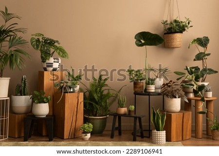 Warm composition of botanic living room interior with plants in flowerpotss, wooden stand, black stool, brown wall and personal accessories. Home decor. Template. 