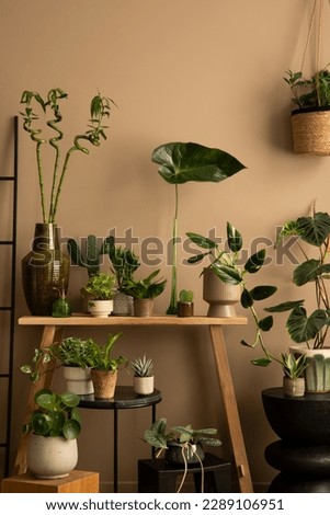 Creative composition of cozy living room interior with botanic space, plants in flowerpots, vase with leaves, wooden bench, brown wall and personal accessories. Home decor. Template.