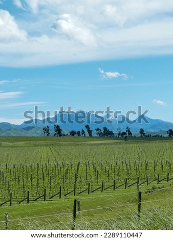 The picture shows the green vineyards of the Blenheim region on New Zealand's South Island. In the background you can see snow-covered mountain peaks.