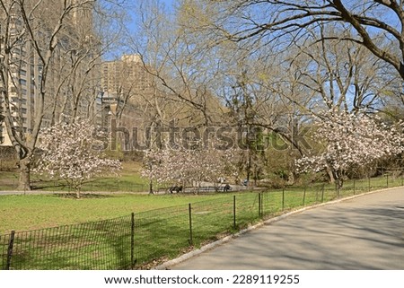 Bright Sunny Day at Central Park in New York City in Spring. Blossoming Paradise