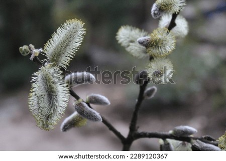 Elevate your site or pages with our Salix aegyptiaca tree photos. Perfect for nature  healthy lifestyle enthusiasts, this captivating image captures spring's essence.