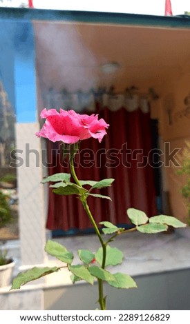 Beautiful Pink Rose Picture Mobile