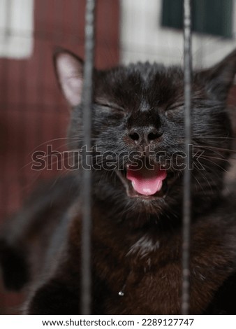 black cat with protruding tongue