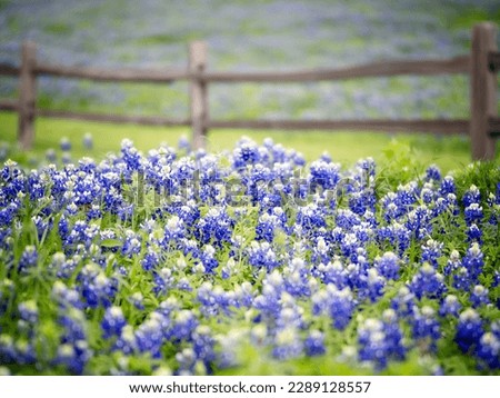 Blue Bonnets - Another spring wildflower time thriving in Dallas metropolitan area. Bluebonnets is my all time favorite shooting subject in Spring time! Royalty-Free Stock Photo #2289128557
