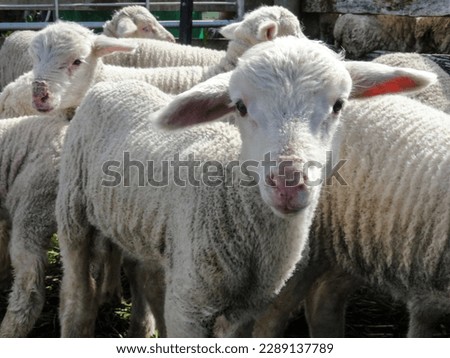The picture shows a curious lamb looking at the camera. In the background are other lambs of a flock of Merino sheep. 