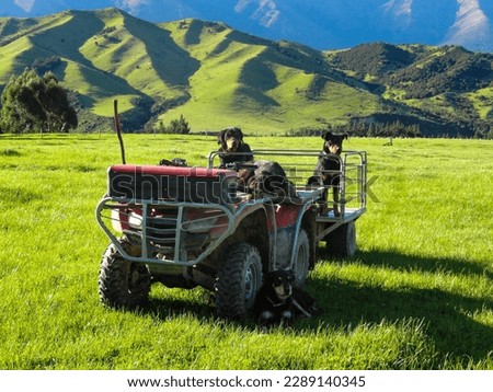 The picture shows sheepdogs sitting in a trailer behind a quad bike in the middle of a lush green pasture in front of green hill pastures. 