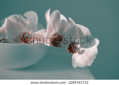 Smoke Pink phalaenopsis orchid flower in bowl on gray interior. Selective soft focus. Minimalist still life. Light and shadow background.