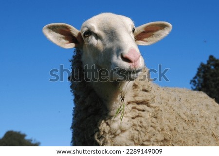Outdoor portrait of female Easte Friesian sheep Royalty-Free Stock Photo #2289149009